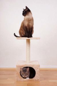 How to Choose the Best Cat Tree House