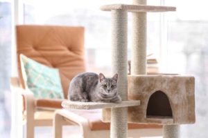 Why Cats Need Access to a Best Cat Tree House