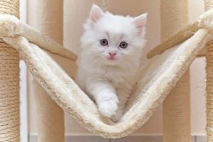 Top 10 Best Cat Tree House for Large Cats and Small Cats