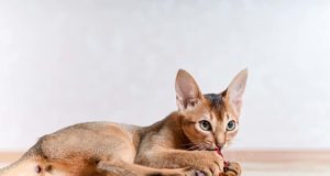 Abyssinian Cat Breed Information