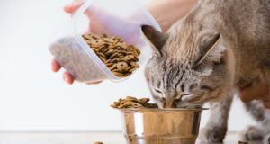 Best Grain-Free Cat Foods
