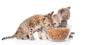 Best Kitten Foods for Young Cats