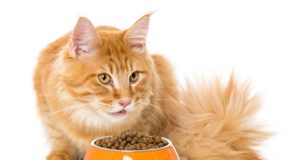 Best Sensitive Stomach Cat Foods