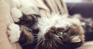How to Fix Most Common Cat Behavior Problems