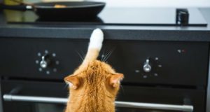 Most Dangerous Human Foods for Cats