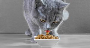 The Best Low Protein Cat Food Brands