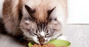 Top Best Canned Cat Food Brands