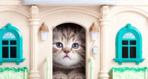 Top Best Cat Houses