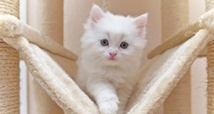 What is the Best Cat Tree for Home