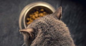 12 Tips to Choosing the Best Cat Food for Your Feline