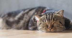 13 Facts About Feline Leukemia and What Pet Owners Must Know