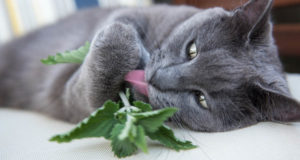 20 Catnip for Cats Facts