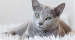Best House Cats for Apartments