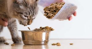How Much to Feed a Cat and How Often Should You Feed Your Cat