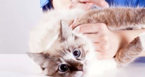 Most Common Cat Diseases and How to Prevent Them