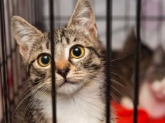 Things to Consider Before Adopting a House Cat