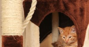 Types of Houses for Cats Your Feline Would Love to Have