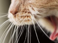 The Best Hairball Remedy for Cats
