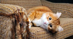 Tips and Tricks on How to Keep Cats Off Furniture