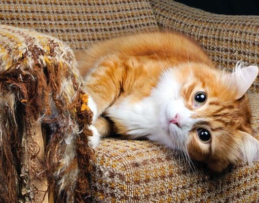 Tips and Tricks on How to Keep Cats Off Furniture